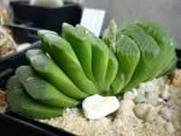 Horse's Teeth (Haworthia truncata) plant