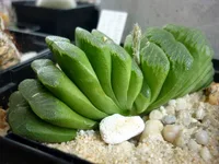 Horse's Teeth (Haworthia truncata) plant