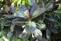 Rubber Tree