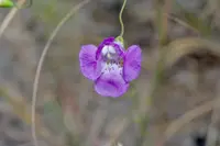 plateau false foxglove