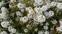 sweet alyssum