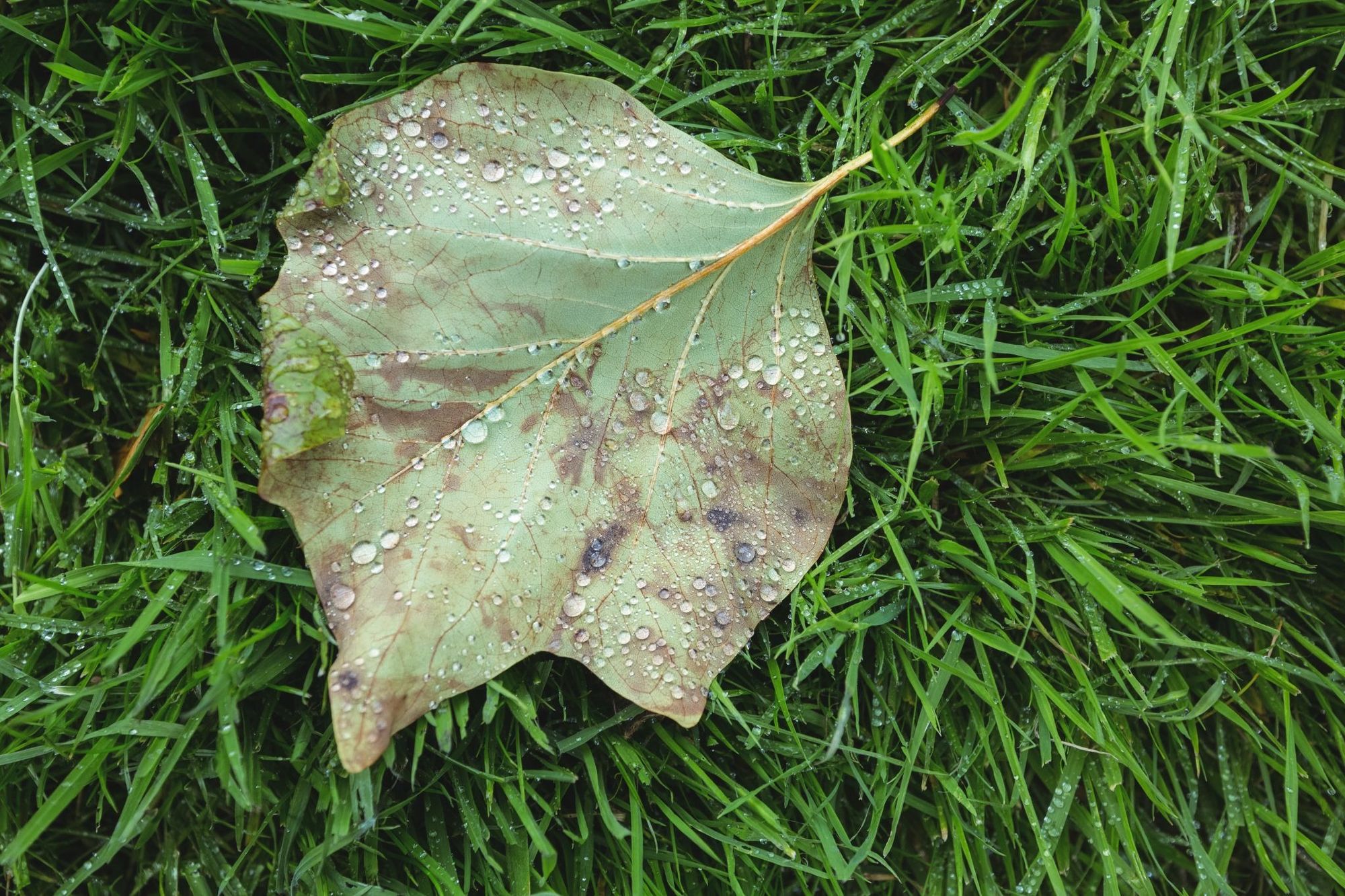 leaf spots