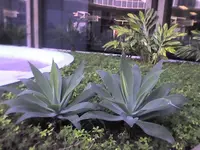 Foxtail Agave