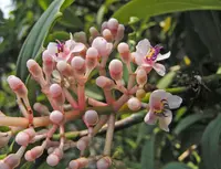 Medinilla formosana