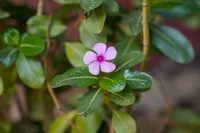 Oxalis triangularis flower