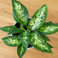 Dumb Cane
