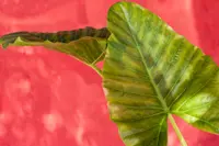 Alocasia odora leaf