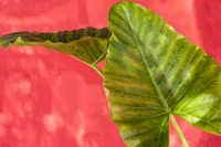 Alocasia odora leaf