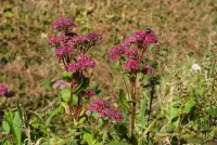 Hylotelephium telephium in the wild