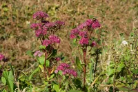 Hylotelephium telephium in the wild