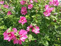 Hibiscus syriacus