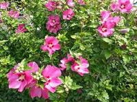Hibiscus syriacus