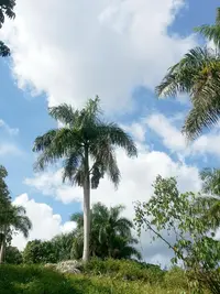 Puerto Rico royal palm