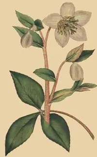 Majorcan Hellebore (Helleborus lividus) plant