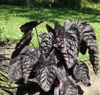 Elephant's Ear