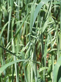 common oat