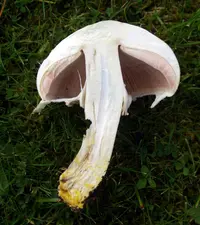 yellow-stainer