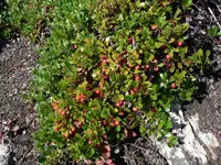bearberry