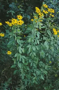 sweet coneflower