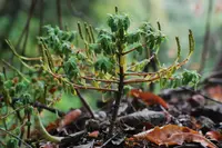 Peperomia leptophylla