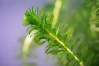 Brazilian waterweed (Elodea densa) plant