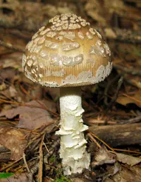 Snakeskin Grisette