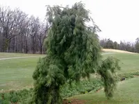 Weeping White Pine
