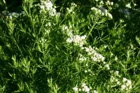 narrowleaf mountainmint (Pycnanthemum tenuifolium) plant