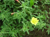 cutleaf evening primrose (Oenothera laciniata) plant