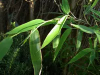 umbrella bamboo