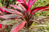 Cordyline fruticosa stem