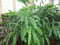 cardamom (Elettaria cardamomum) plant