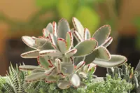 Kalanchoe tomentosa