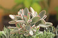 Kalanchoe tomentosa