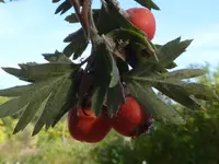 Crataegus laciniata