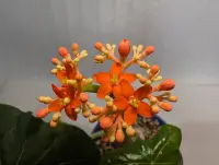 Jatropha podagrica