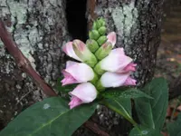 white turtlehead (Chelone glabra) plant