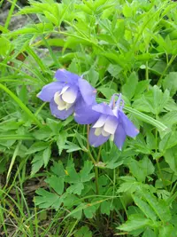 fan columbine