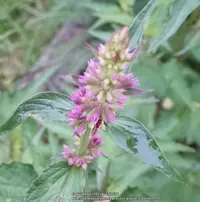 Giant Hyssop