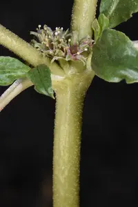 African Purslane