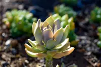 Echeveria succulent