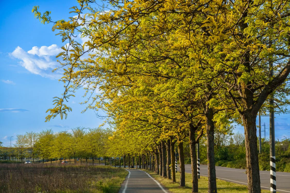 Best Front Yard Trees for Every Home and Yard - Honeylocust