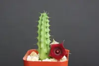 Huernia schneideriana