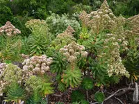 Aeonium percarneum