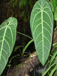 Queen Anthurium (Anthurium warocqueanum) plant