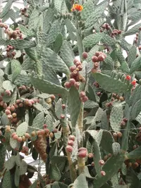 woollyjoint pricklypear (Opuntia tomentosa) plant