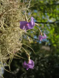 Tillandsia mallemontii