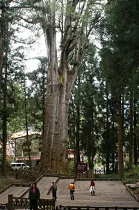 Formosan Cypress