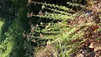 Ligurian yarrow (Achillea ligustica) plant