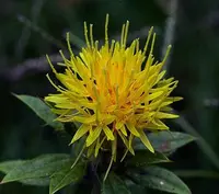 safflower (Carthamus tinctorius) plant